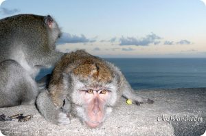 Pain free monkeys healing and having each others' backs