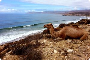 A camel enjoying the ocean front parking in Morocco
